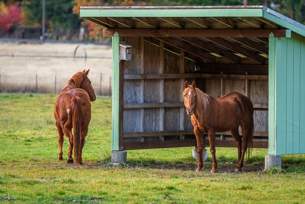 Enlarge Sunny, a Adoptable Arabian in Jacksonville, OR image 2/5