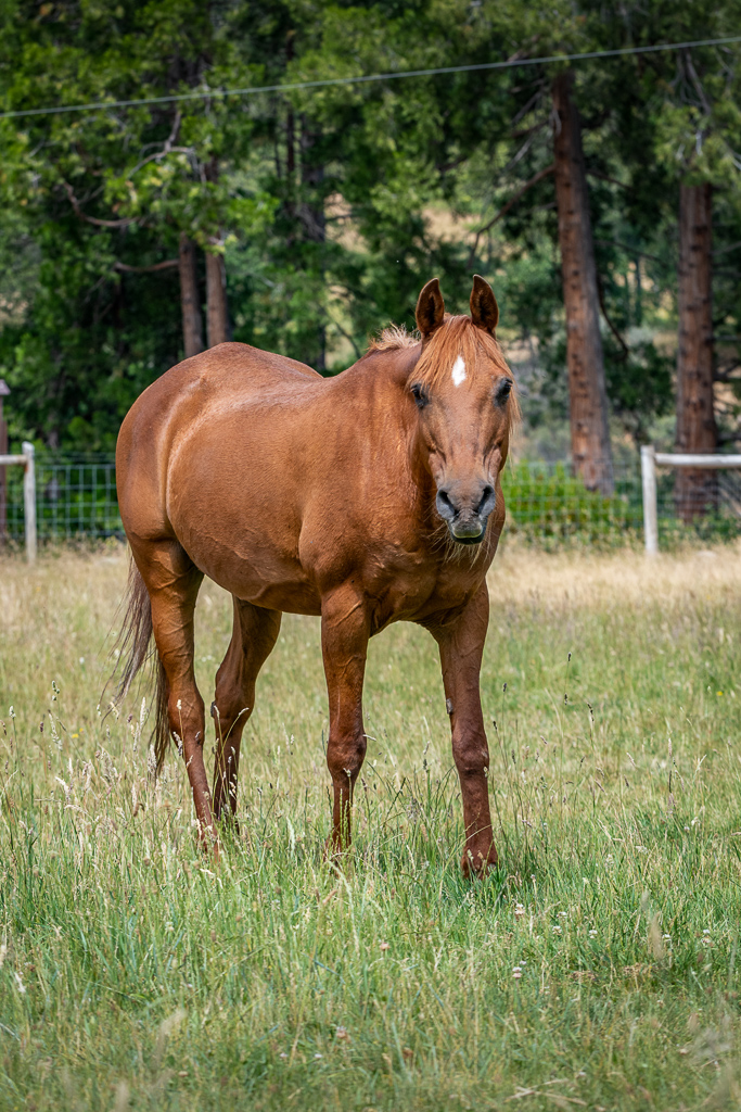 Enlarge Sunny, a Adoptable Arabian in Jacksonville, OR image 4/5