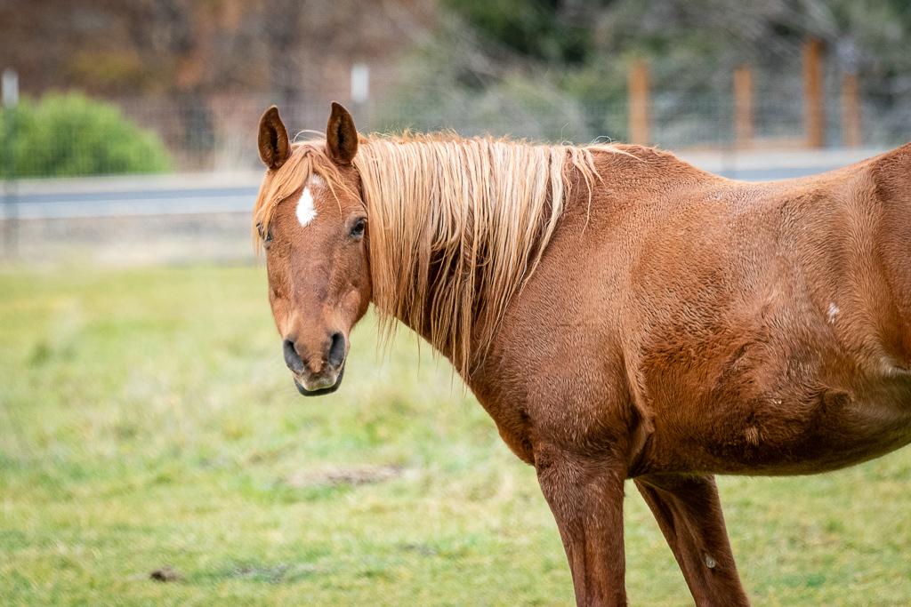 Enlarge Sunny, a Adoptable Arabian in Jacksonville, OR image 3/5