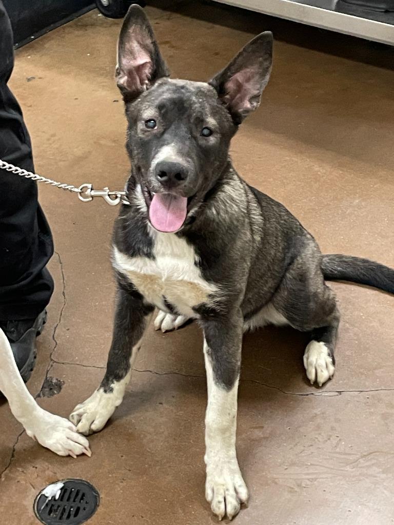 Stan, Adoptable, Young Male Shepherd & Husky.