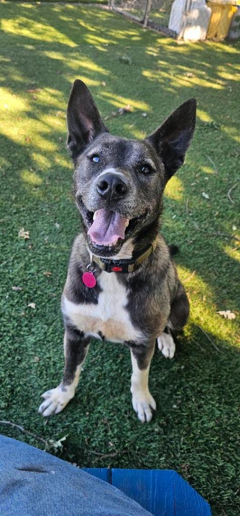 Enlarge Stan, a Adoptable mixed breed in Chico, CA image 1/4