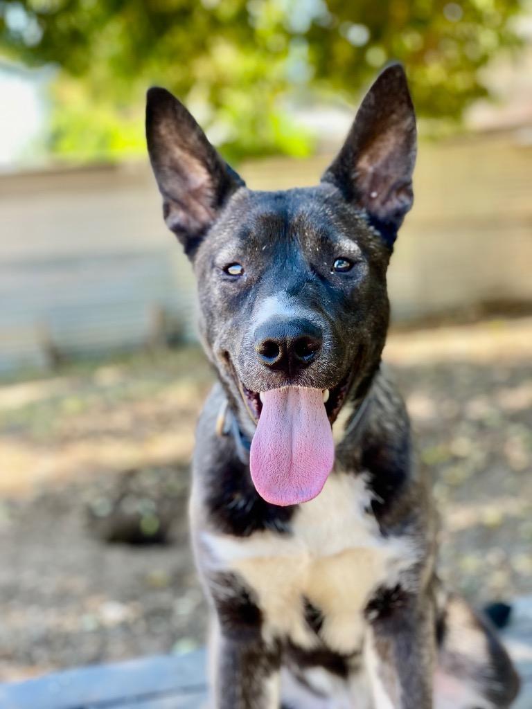Enlarge Stan, a Adoptable mixed breed in Chico, CA image 1/3