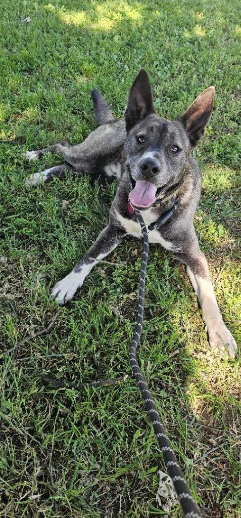 Enlarge Stan, a Adoptable mixed breed in Chico, CA image 3/4