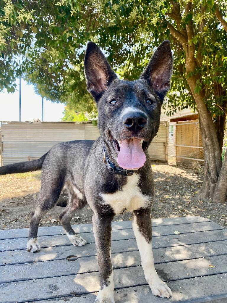 Enlarge Stan, a Adoptable mixed breed in Chico, CA image 2/3