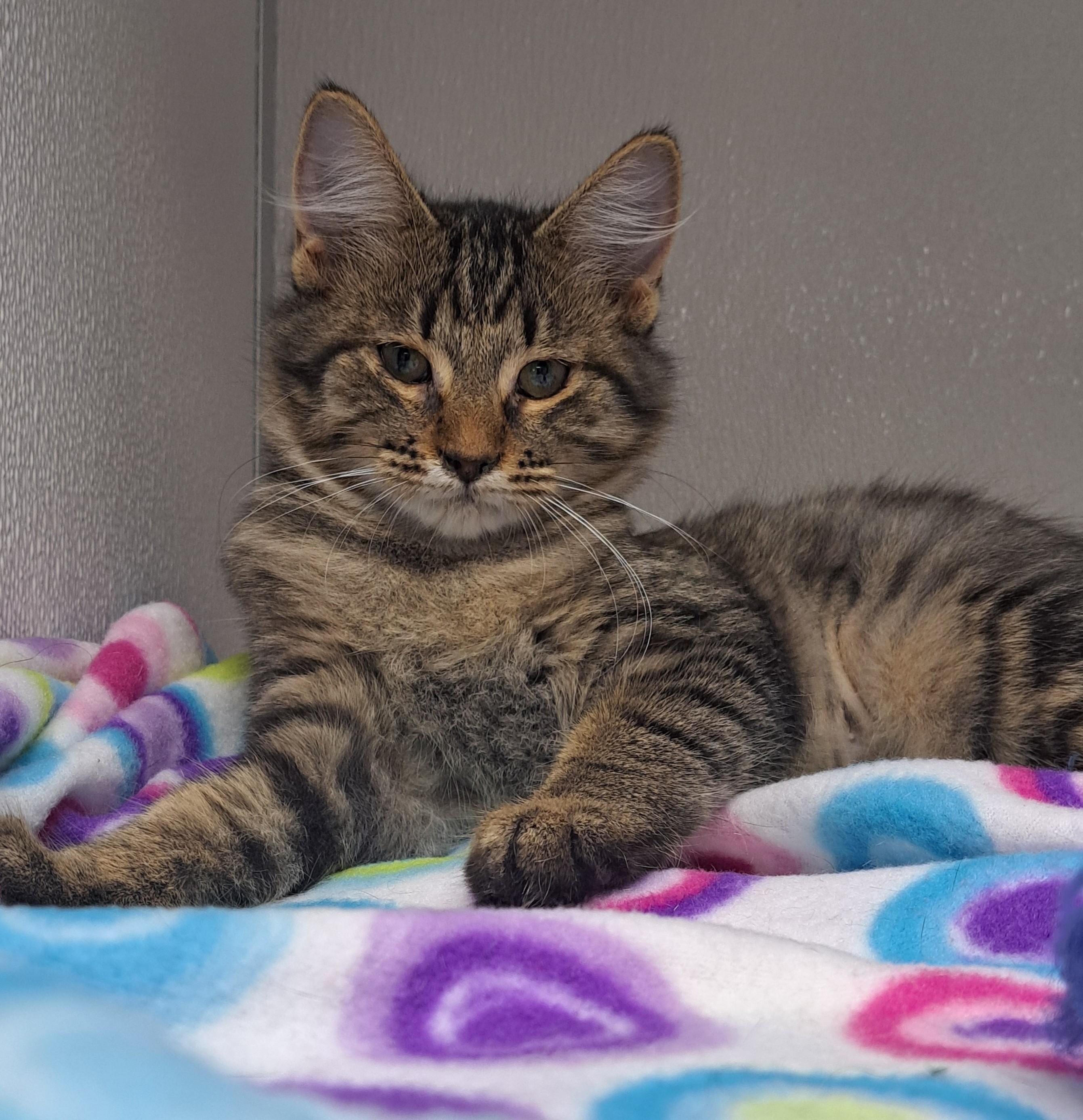 Kyra, Adopted, Young Female Domestic Medium Hair.