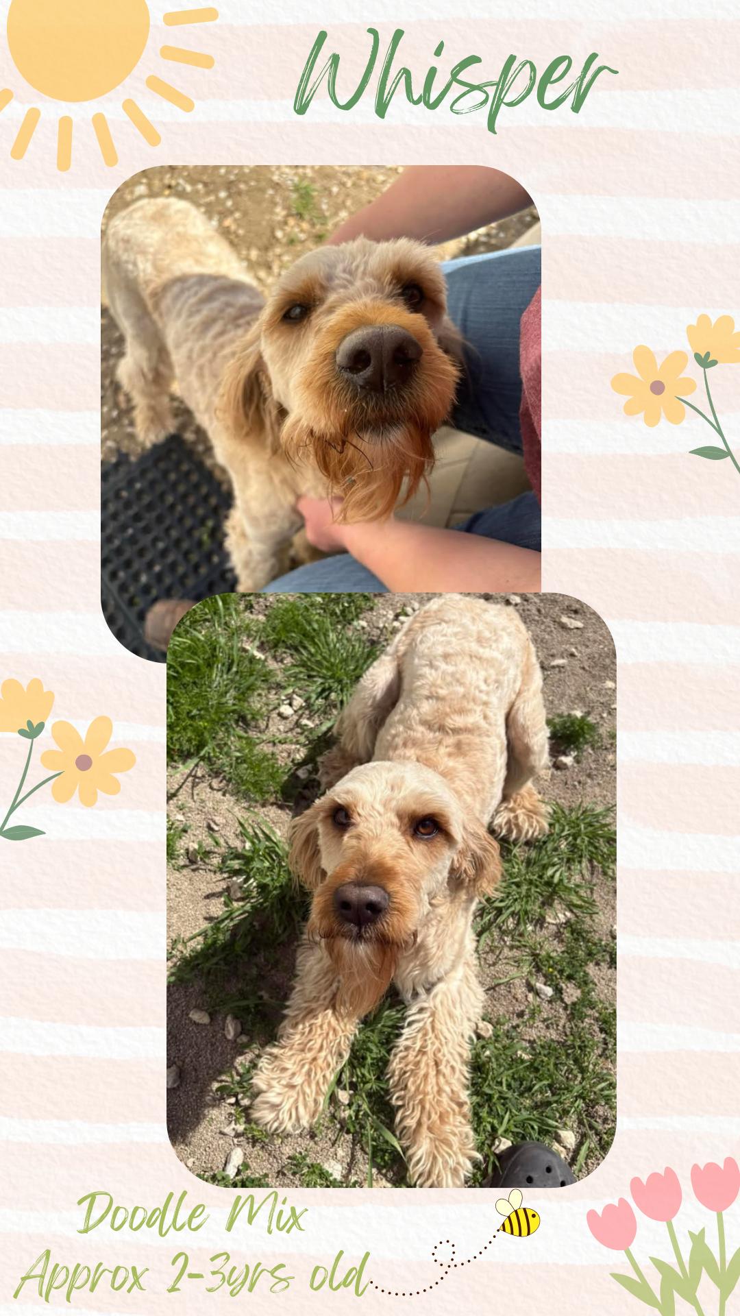 Enlarge Whisper, a Adopted mixed breed in Pontiac, IL image 1/1