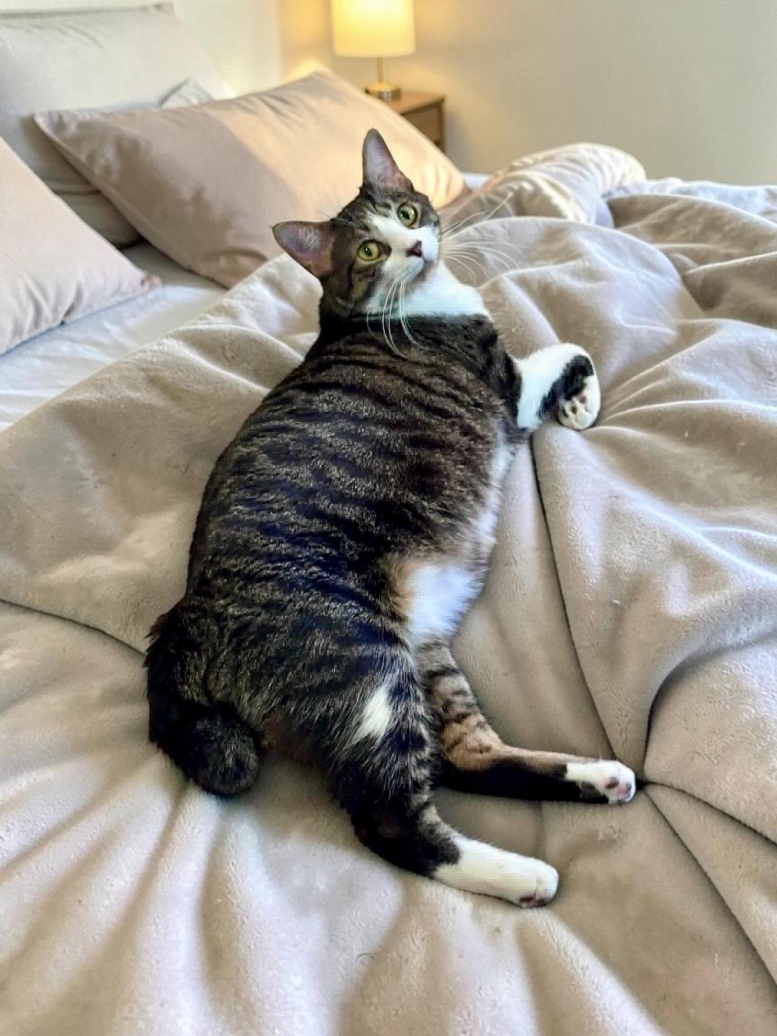 Poppy, a Adoptable Domestic Short Hair in Champaign, IL image 1/3