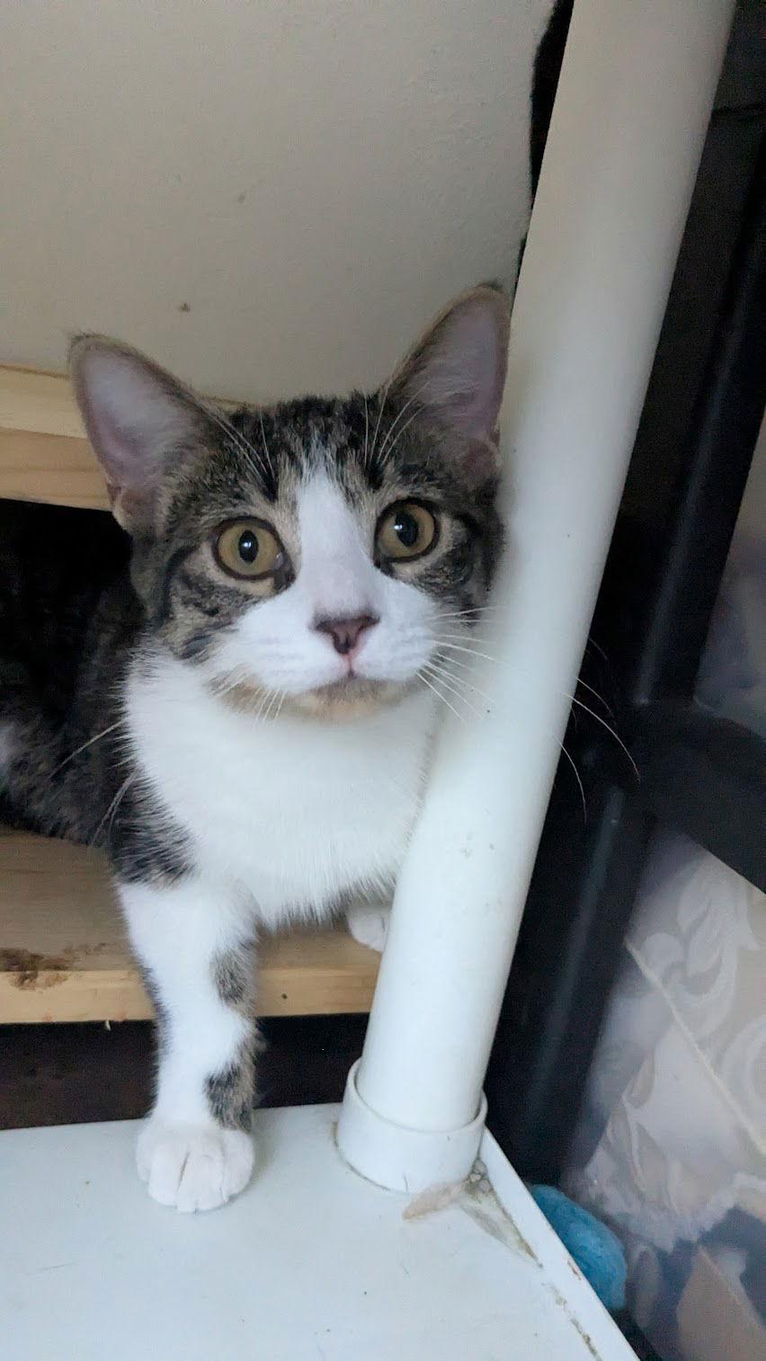 Enlarge Poppy, a Adoptable Domestic Short Hair in Champaign, IL image 1/3