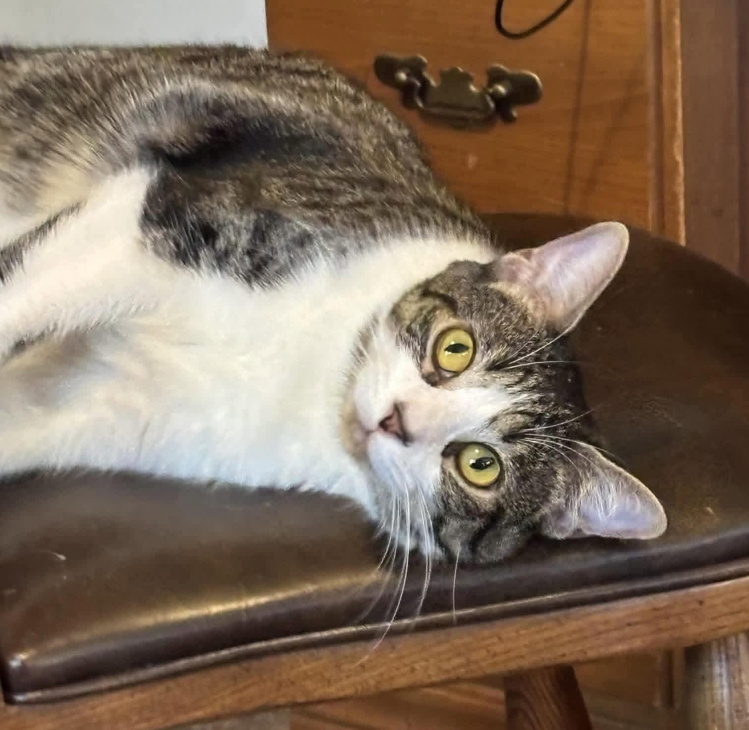 Poppy, a Adoptable Domestic Short Hair in Champaign, IL image 2/3