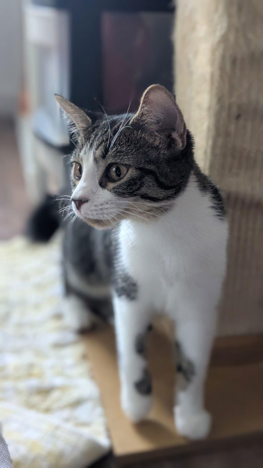 Enlarge Poppy, a Adoptable Domestic Short Hair in Champaign, IL image 2/3