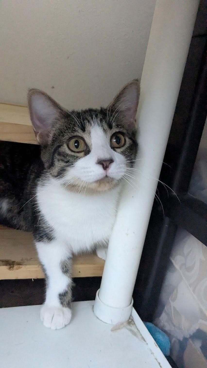 Enlarge Poppy, a Adoptable Domestic Short Hair in Champaign, IL image 3/3