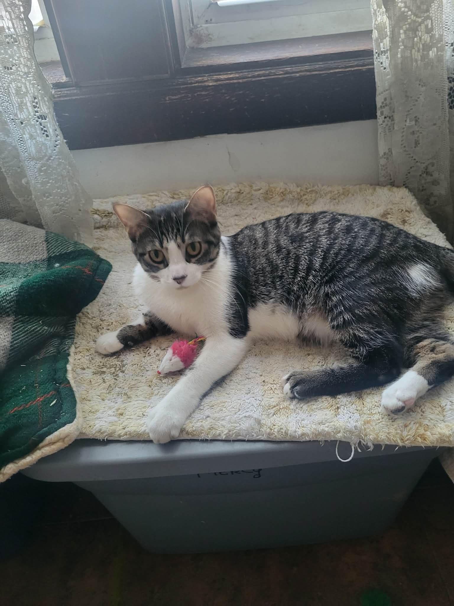 Enlarge Poppy, a Adoptable Domestic Short Hair in Champaign, IL image 3/3