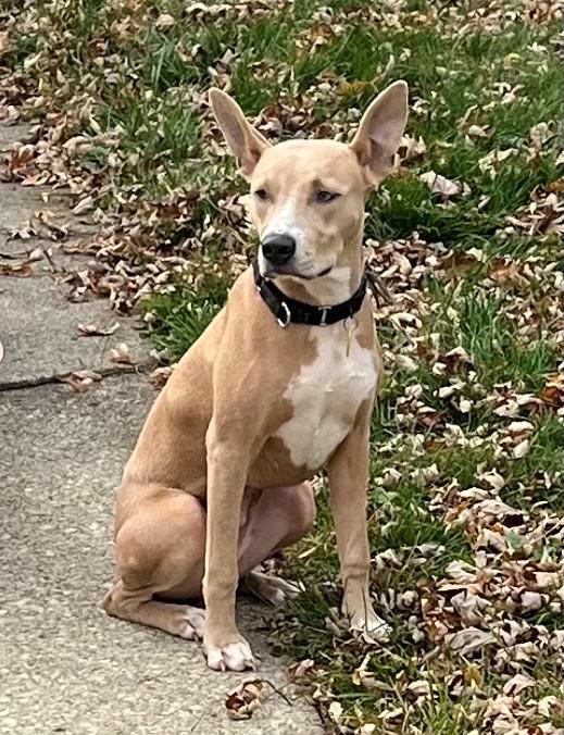 Sandy, Adoptable, Puppy Female Mixed Breed.