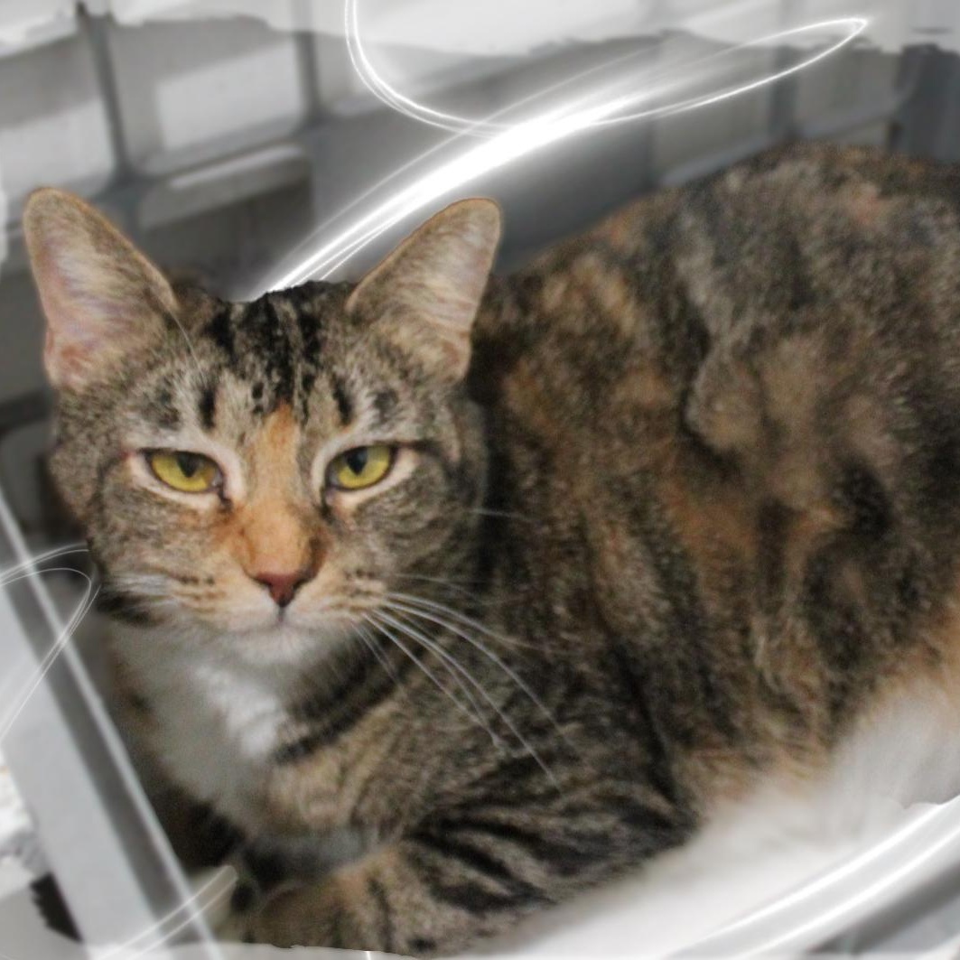 Enlarge Mama Daphne, an adopted Tabby in Amelia, OH image 1/1