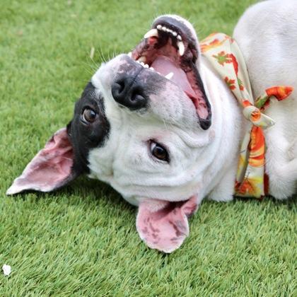 Enlarge Petey, a Adoptable mixed breed in Largo, FL image 1/2