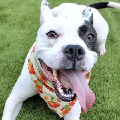 Petey, Adoptable, Adult Male Terrier & Mixed Breed.