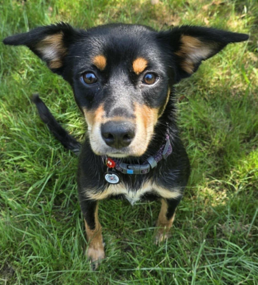 Enlarge Jasmine, a Adoptable mixed breed in East Haddam, CT image 2/5