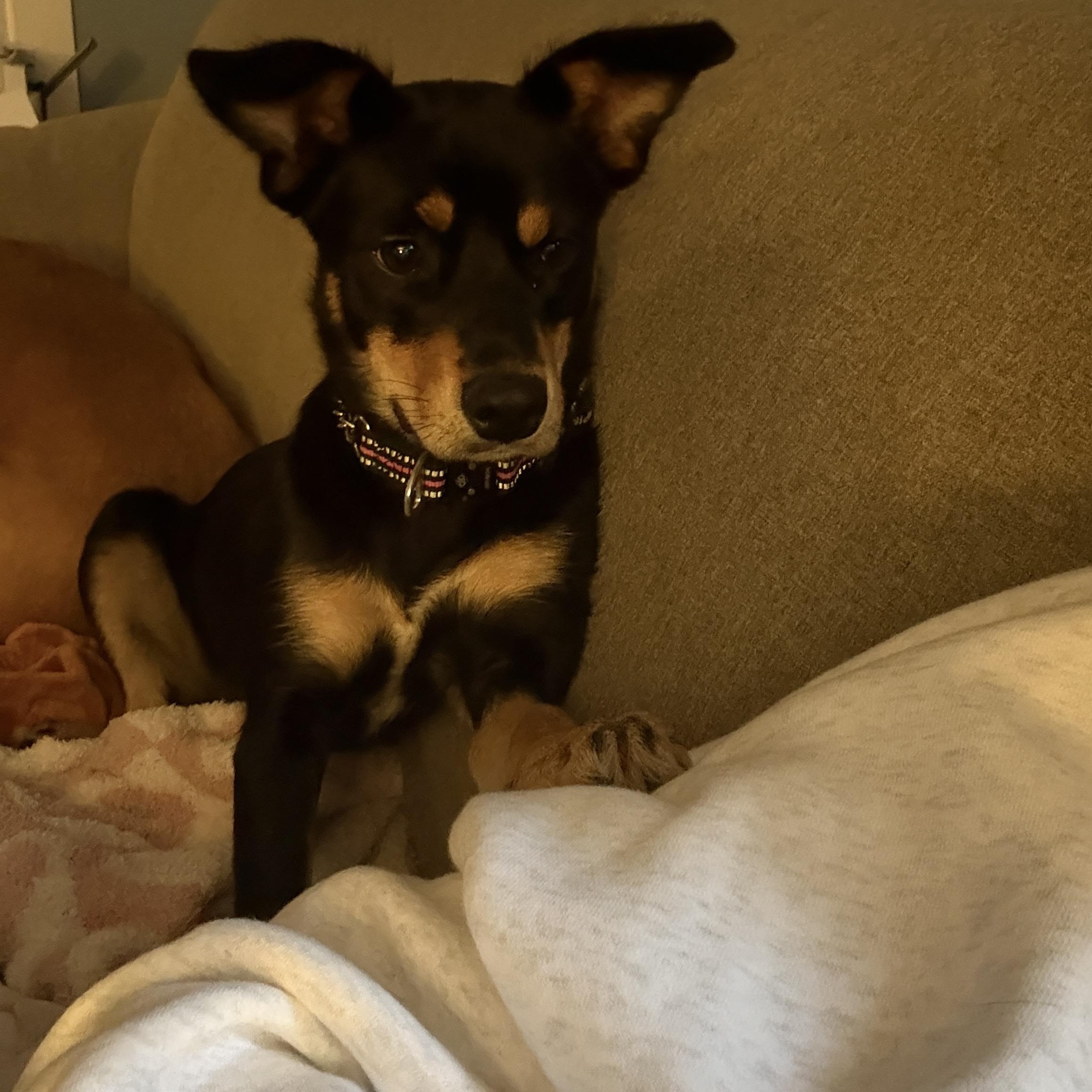 Enlarge Jasmine, a Adoptable mixed breed in East Haddam, CT image 4/5