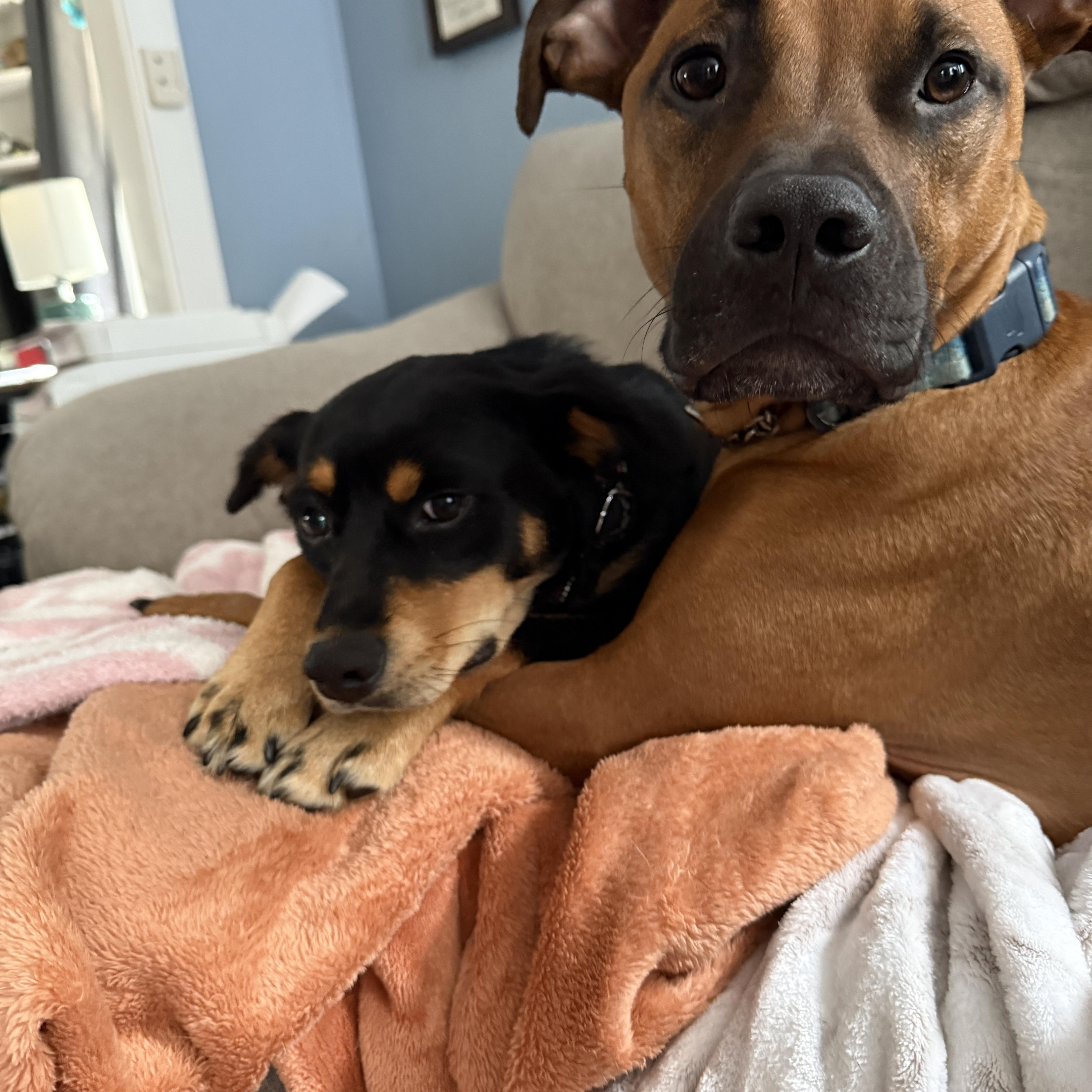 Enlarge Jasmine, a Adoptable mixed breed in East Haddam, CT image 5/5