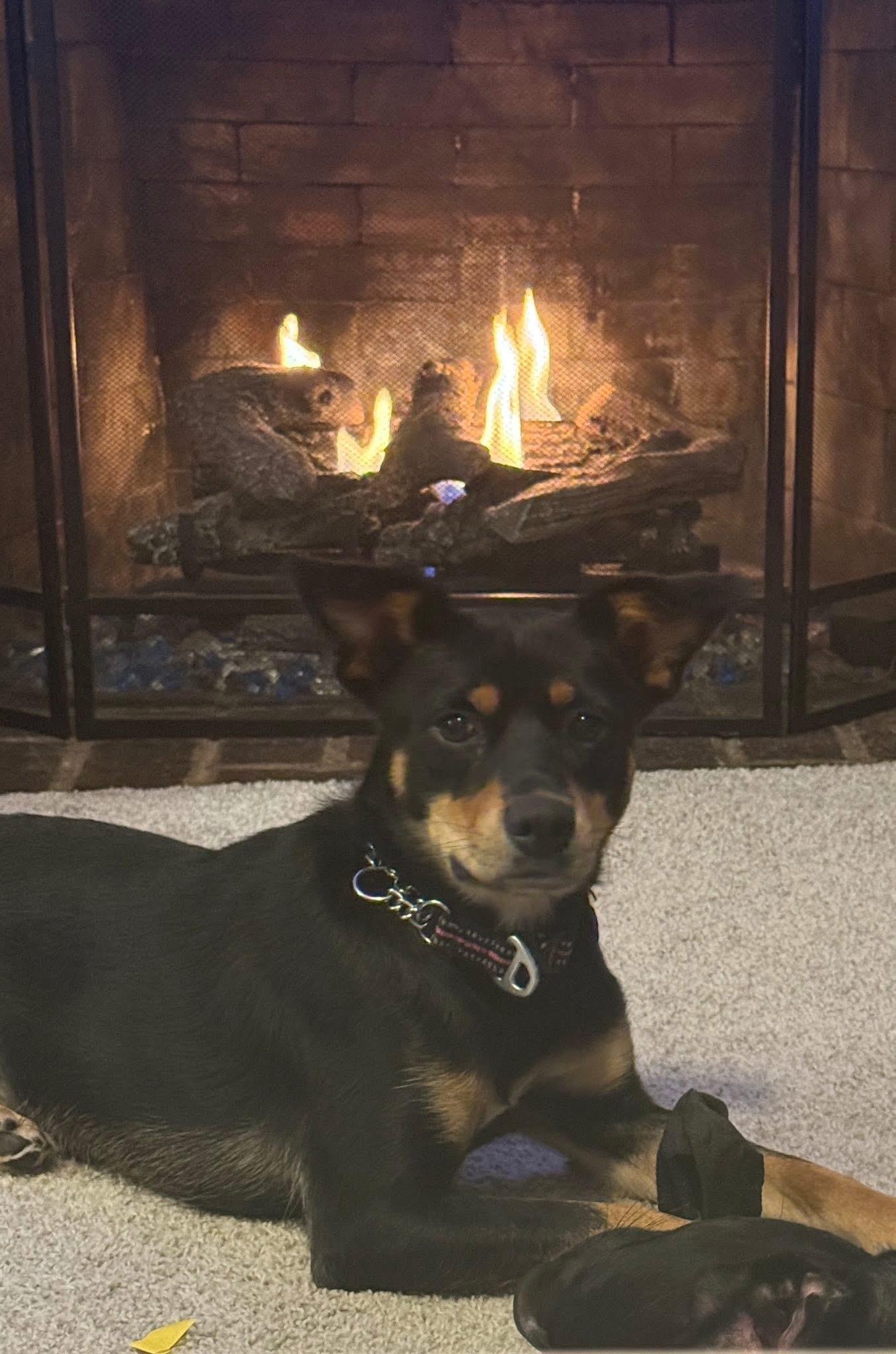 Enlarge Jasmine, a Adoptable mixed breed in East Haddam, CT image 1/5