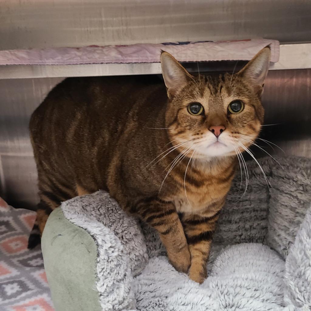 Enlarge Athena / AC 27547 A, a Adoptable mixed breed in Greeneville, TN image 1/1