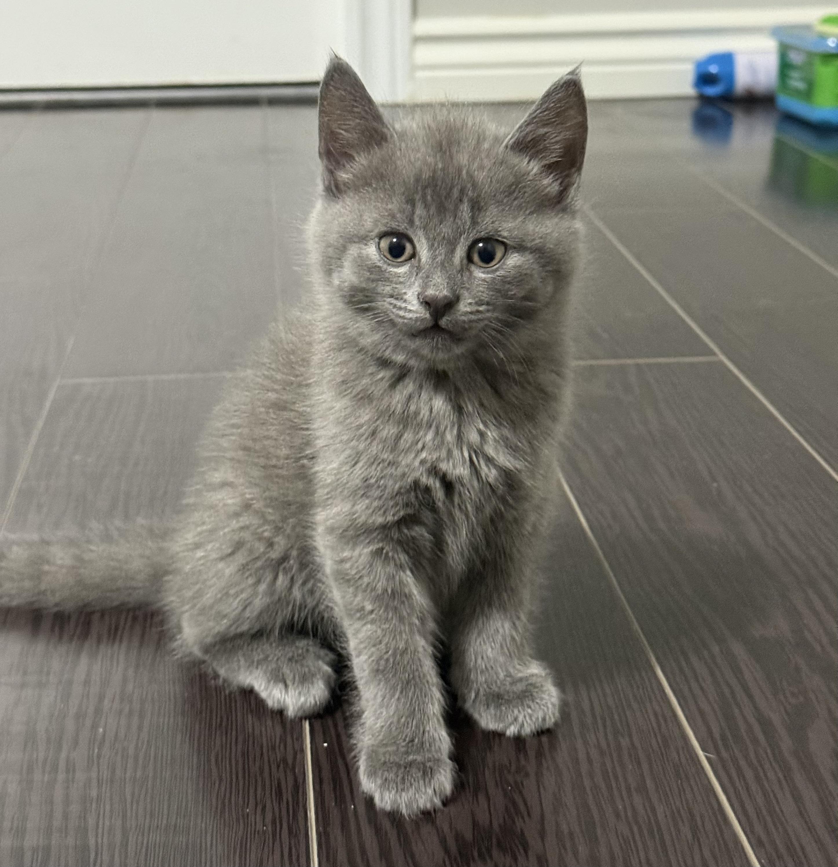 Russian Blue Kittens
