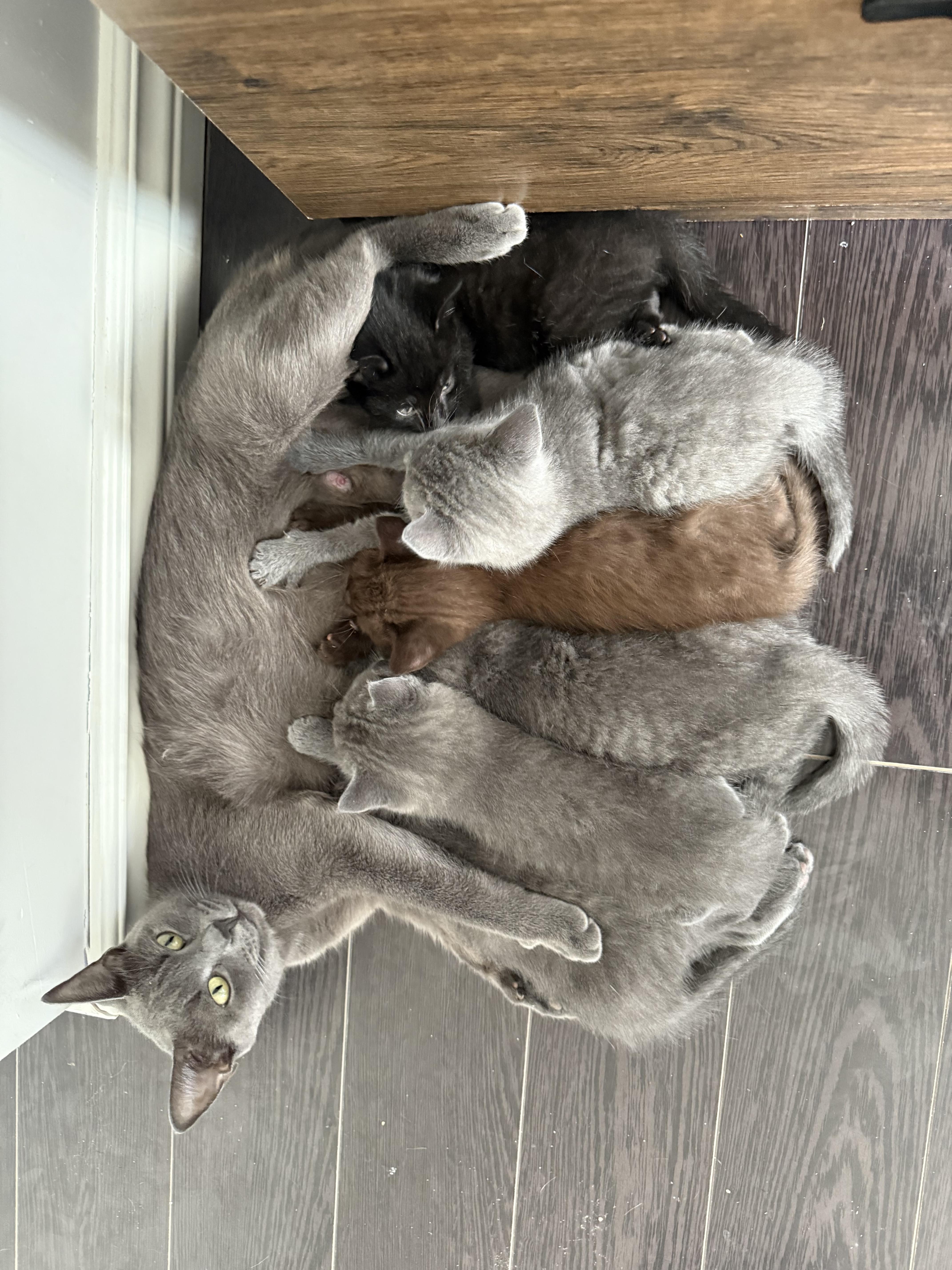Russian Blue Kittens