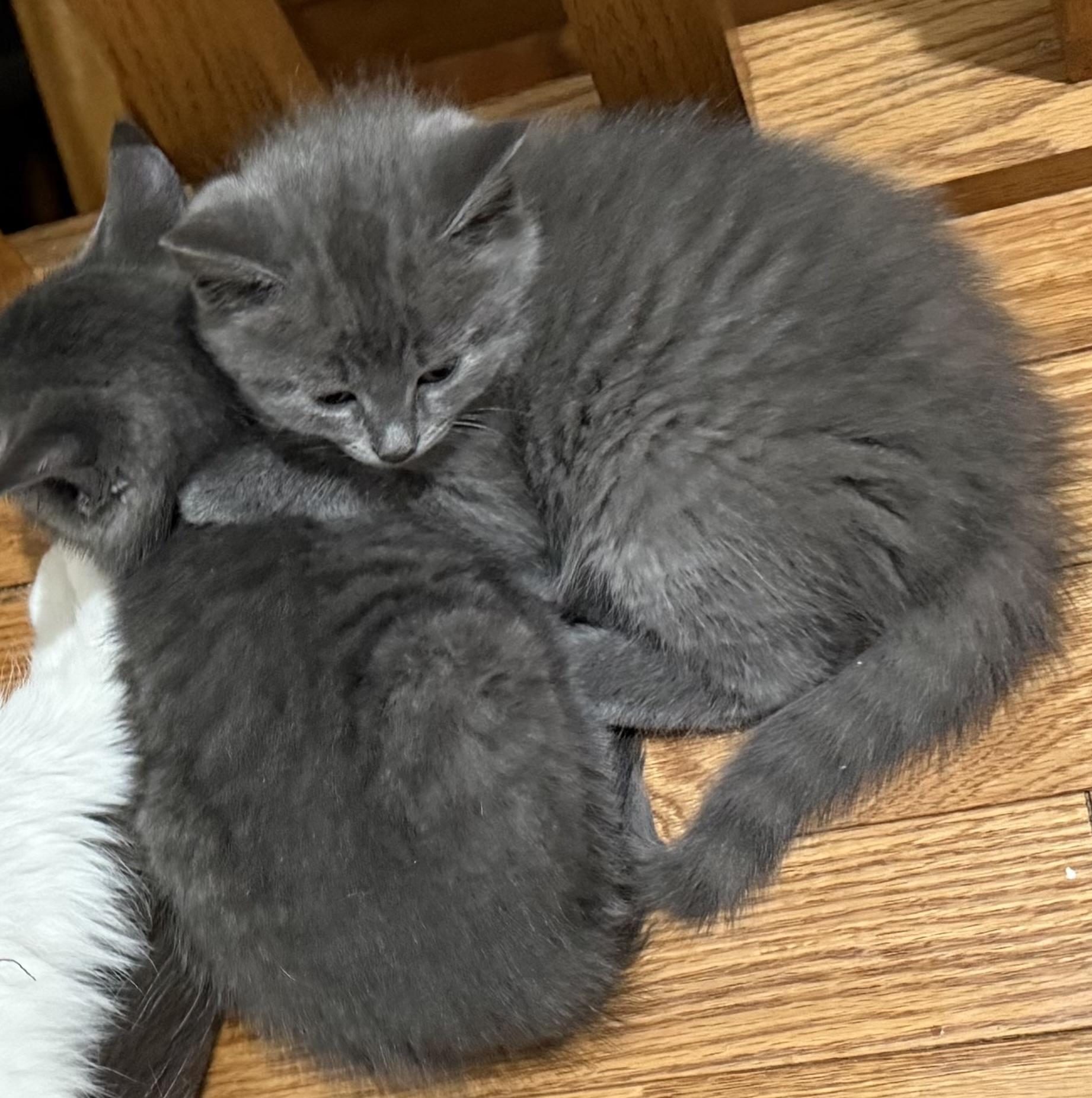 Russian Blue Kittens