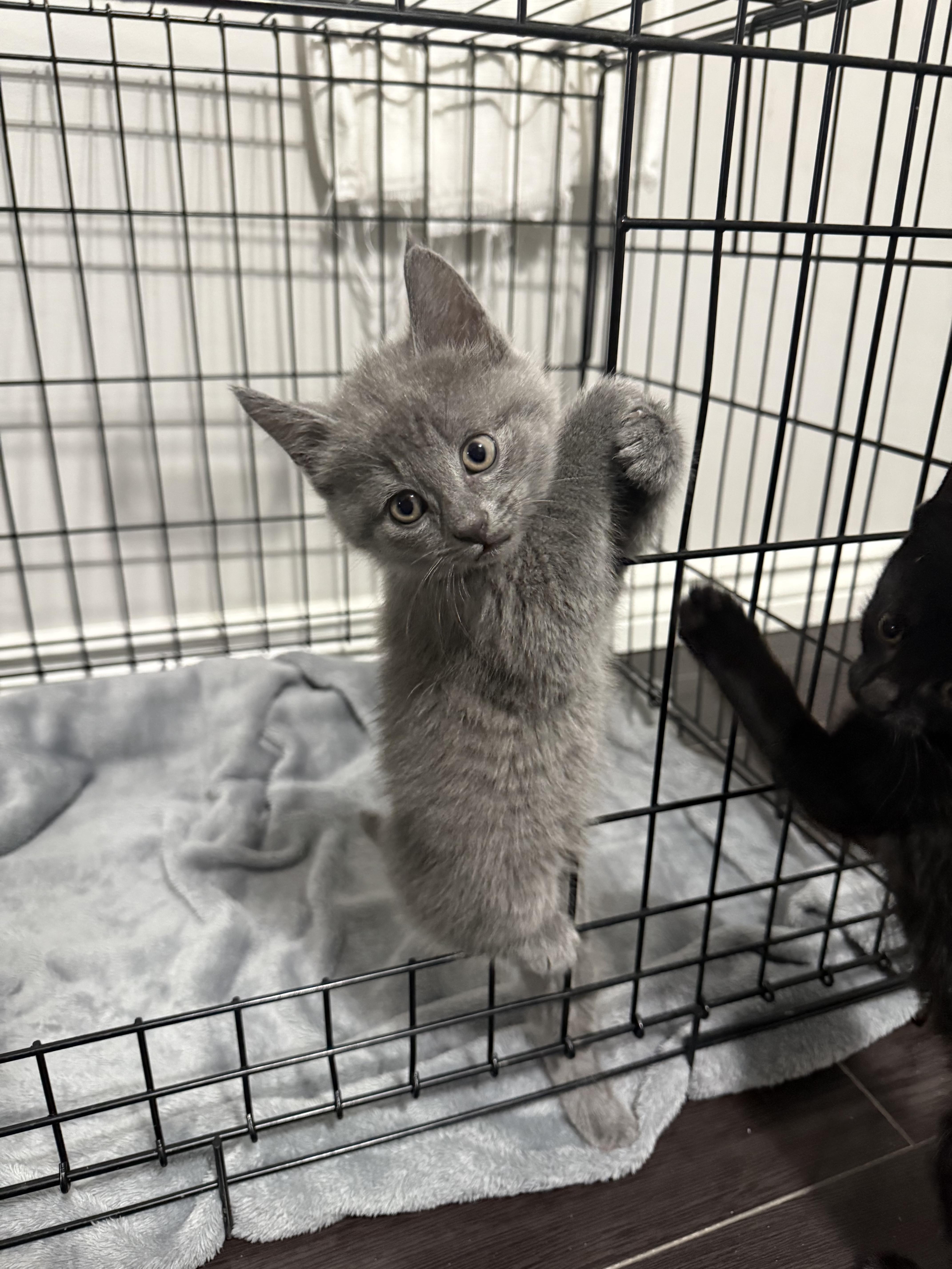 Russian Blue Kittens