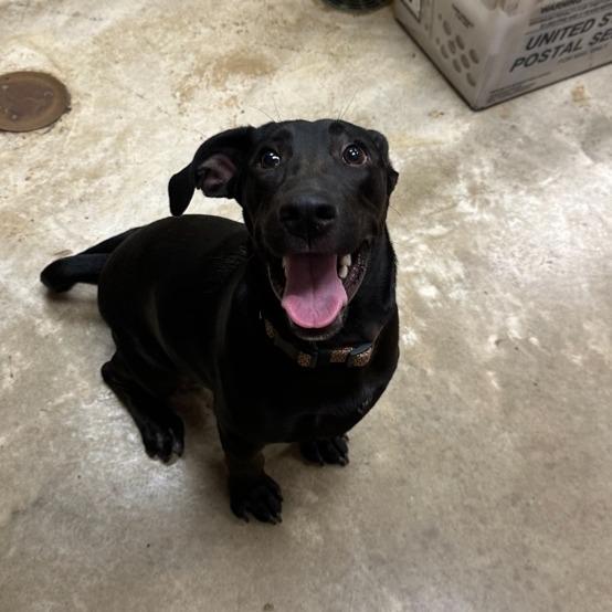 Enlarge Jazzy, a Adoptable mixed breed in West Point, MS image 2/2