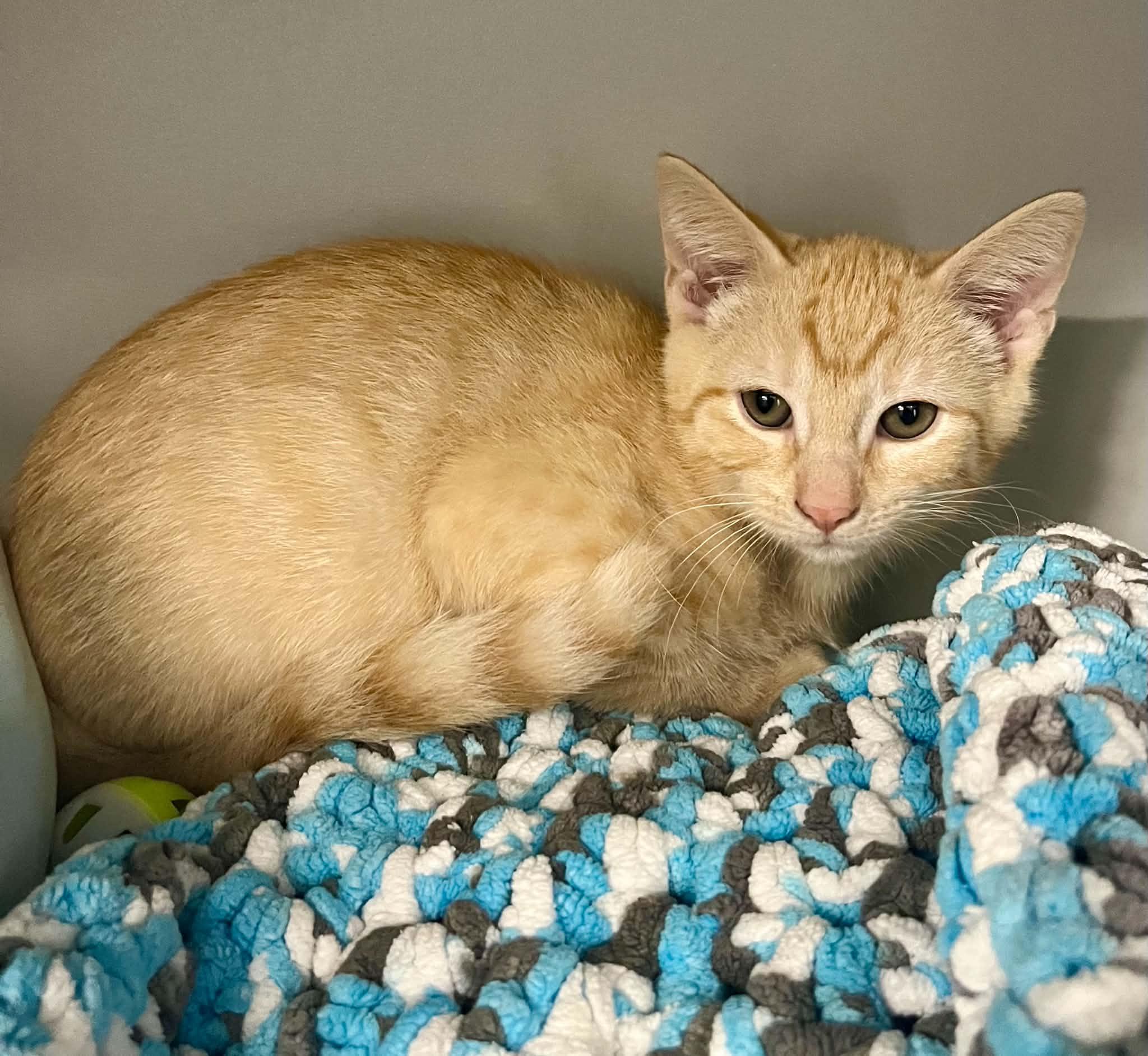 Enlarge Major, a Adoptable Domestic Short Hair in Moundsville, WV image 1/1