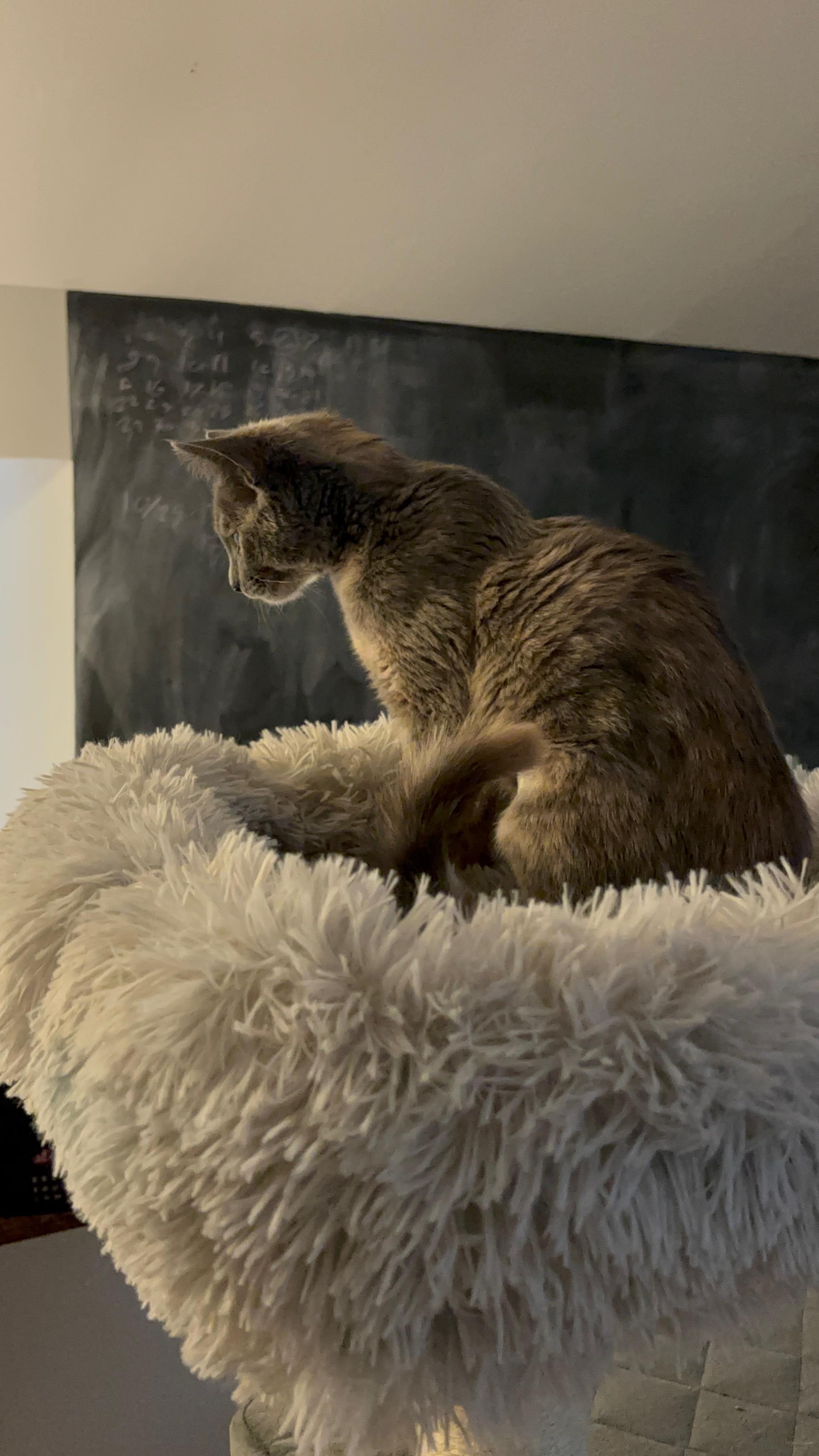 Enlarge Elizabeth, an adopted Domestic Short Hair in Ridgefield, CT image 4/6