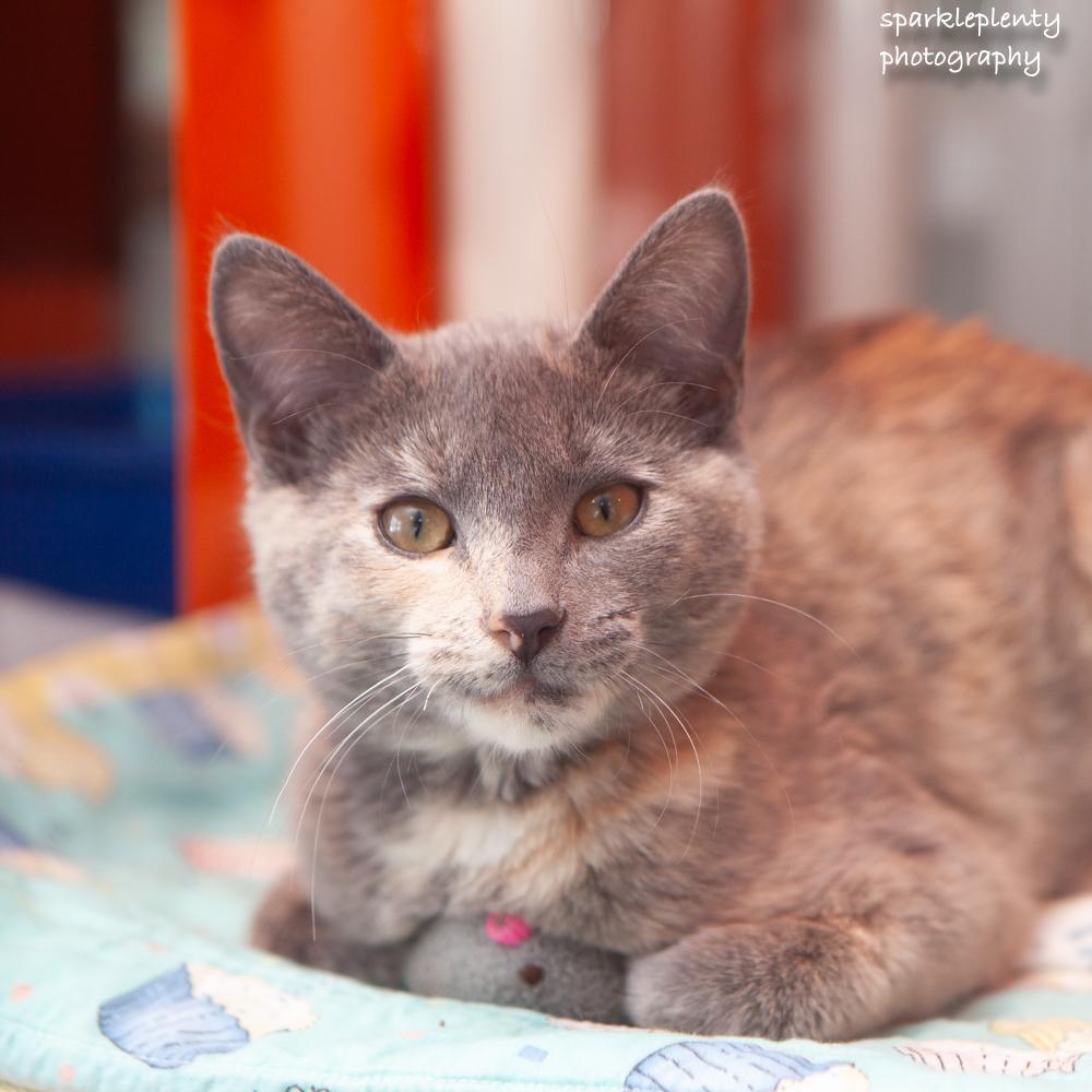 Enlarge Elizabeth, an adopted Domestic Short Hair in Ridgefield, CT image 1/6