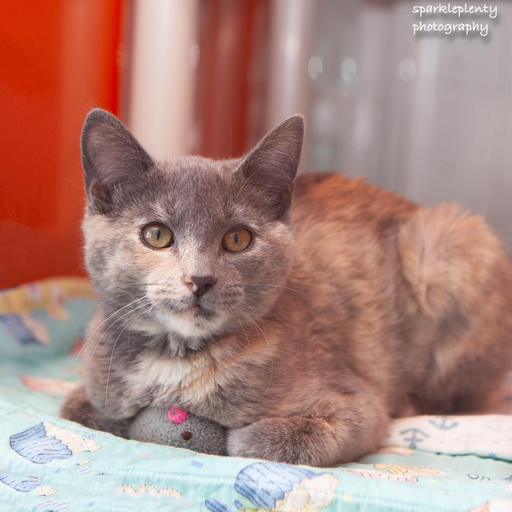 Enlarge Elizabeth, an adopted Domestic Short Hair in Ridgefield, CT image 2/6