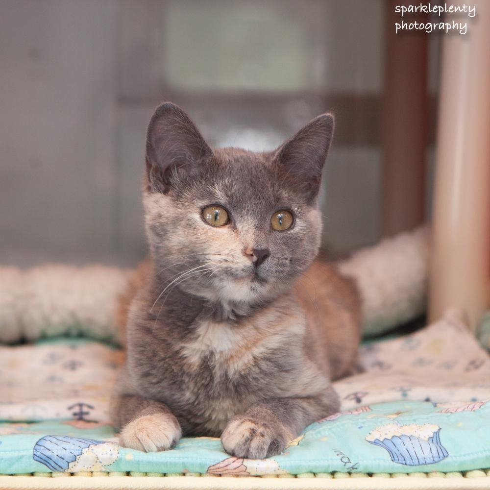Enlarge Elizabeth, an adopted Domestic Short Hair in Ridgefield, CT image 3/6