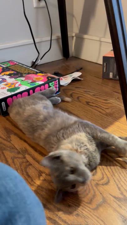 Enlarge Elizabeth, an adopted Domestic Short Hair in Ridgefield, CT video 5/6