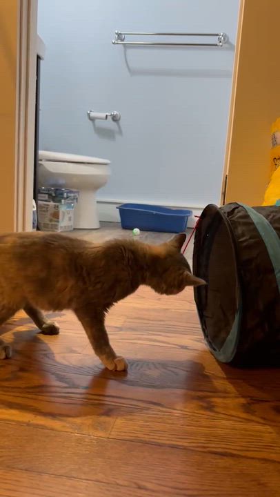 Enlarge Elizabeth, an adopted Domestic Short Hair in Ridgefield, CT video 6/6