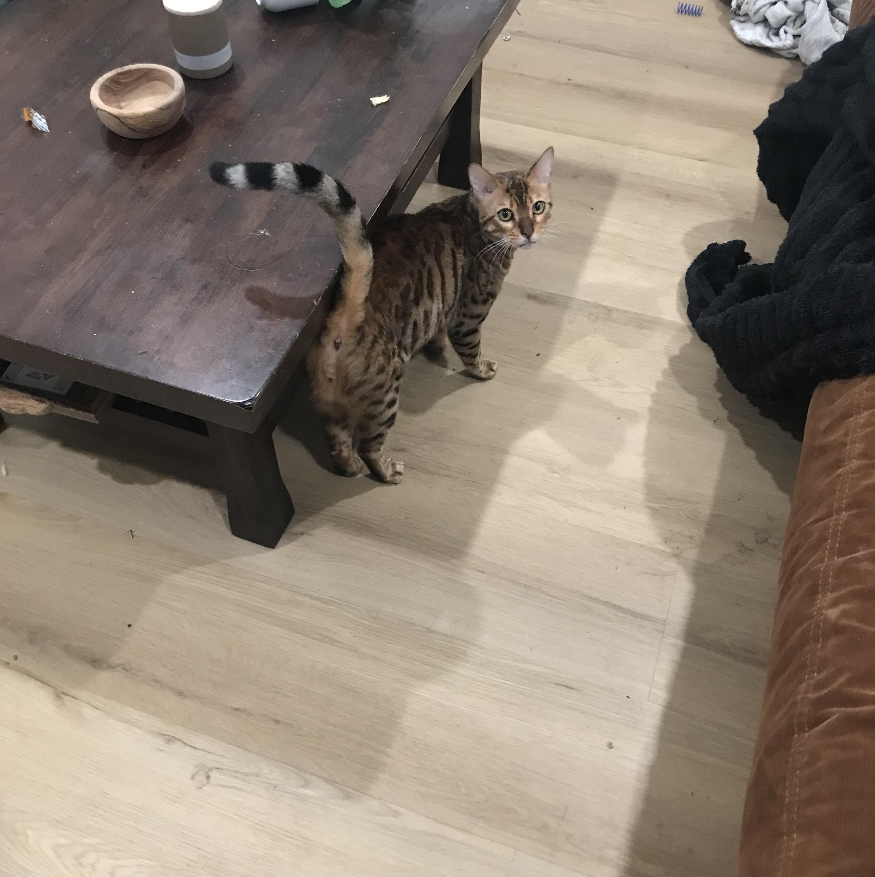 Enlarge Chester, an adopted Bengal in Berkeley, CA image 1/1