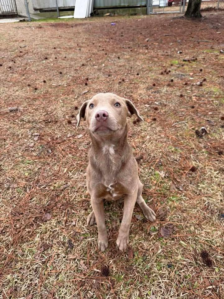 Enlarge Scout, an adopted mixed breed in Wilmington, NC image 3/3