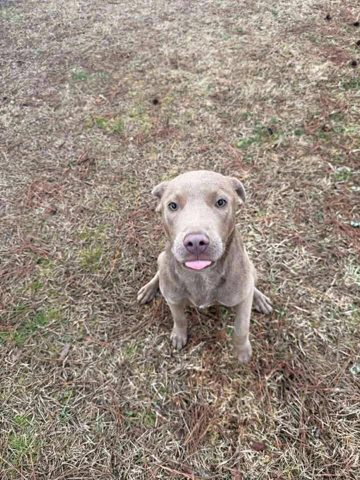 Enlarge Scout, an adopted mixed breed in Wilmington, NC image 2/3