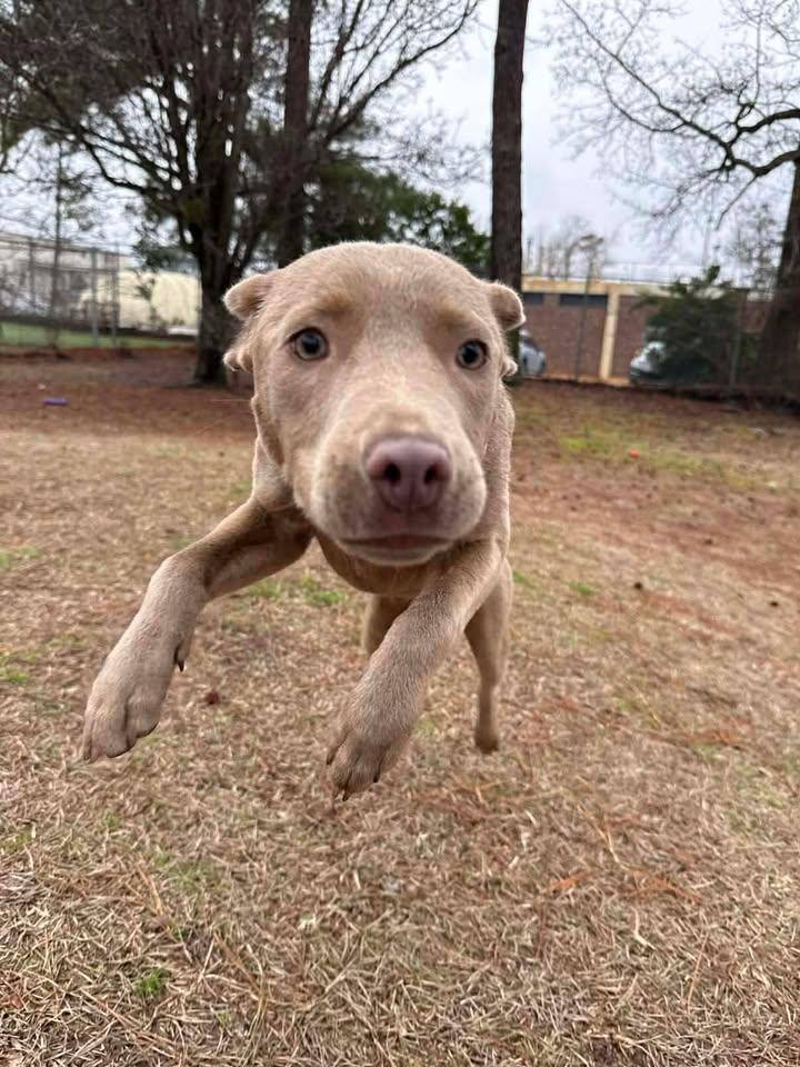 Scout, adopted, Young Female Labrador Retriever & Weimaraner.