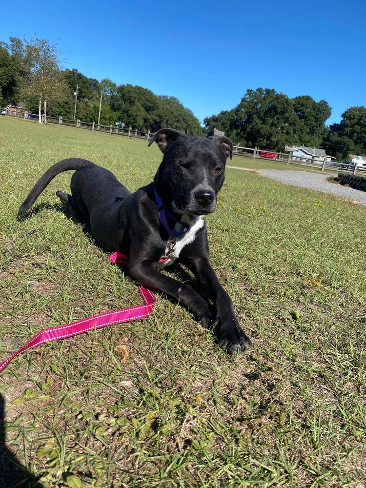 Buzz, Adoptable, Young Male Labrador Retriever.