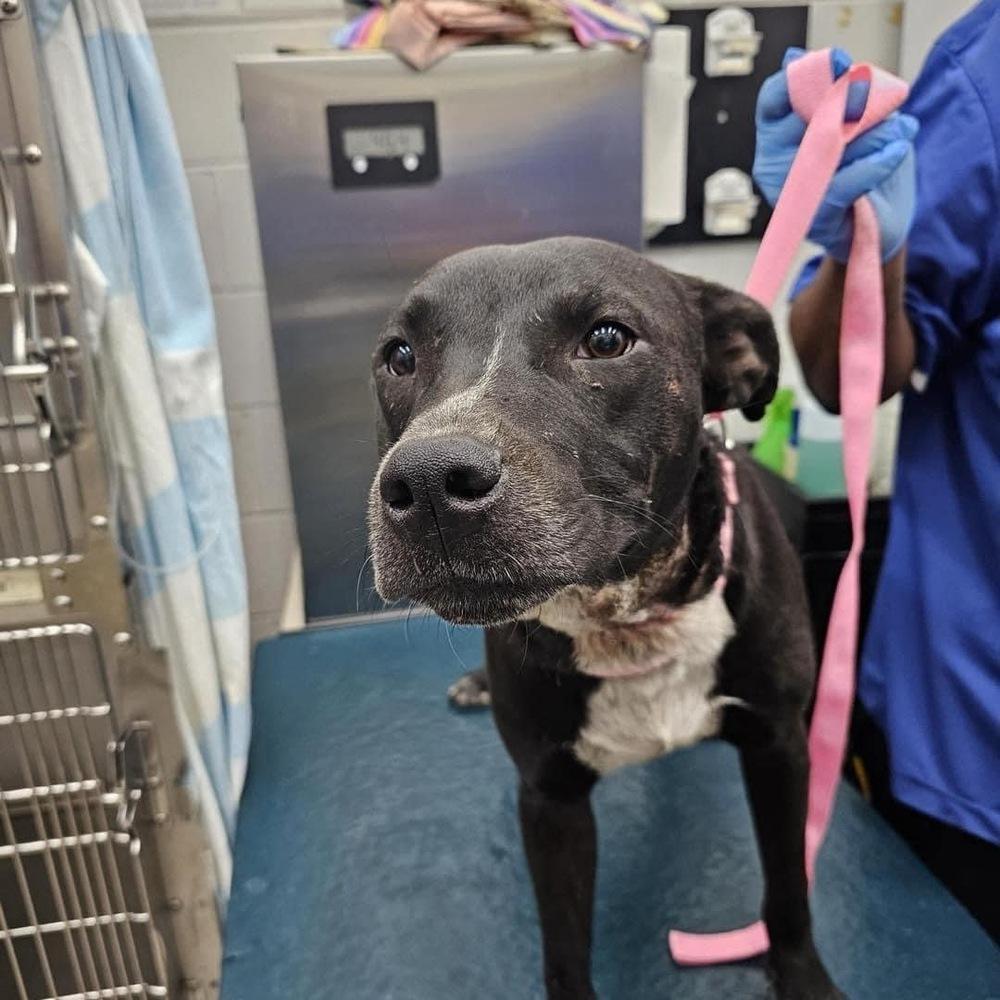 Enlarge Buzz, a Adoptable Labrador Retriever in Milton, FL image 2/6