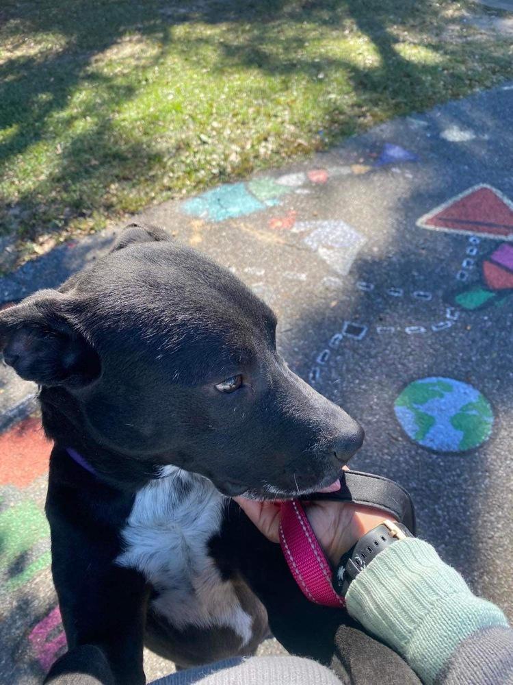 Enlarge Buzz, a Adoptable Labrador Retriever in Milton, FL image 3/6