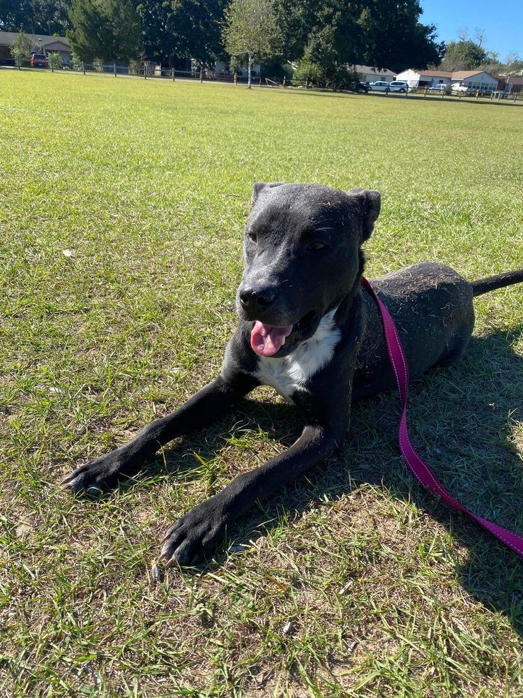 Enlarge Buzz, a Adoptable Labrador Retriever in Milton, FL image 4/6