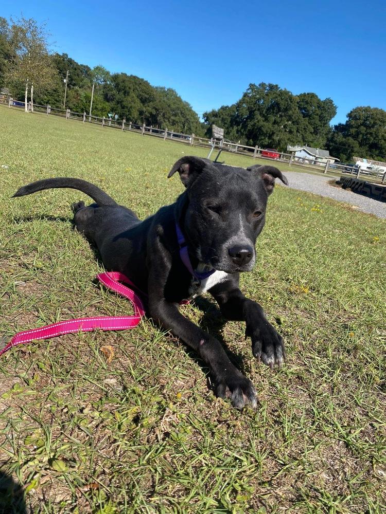 Enlarge Buzz, a Adoptable Labrador Retriever in Milton, FL image 5/6