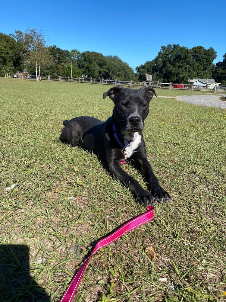 Enlarge Buzz, a Adoptable Labrador Retriever in Milton, FL image 6/6