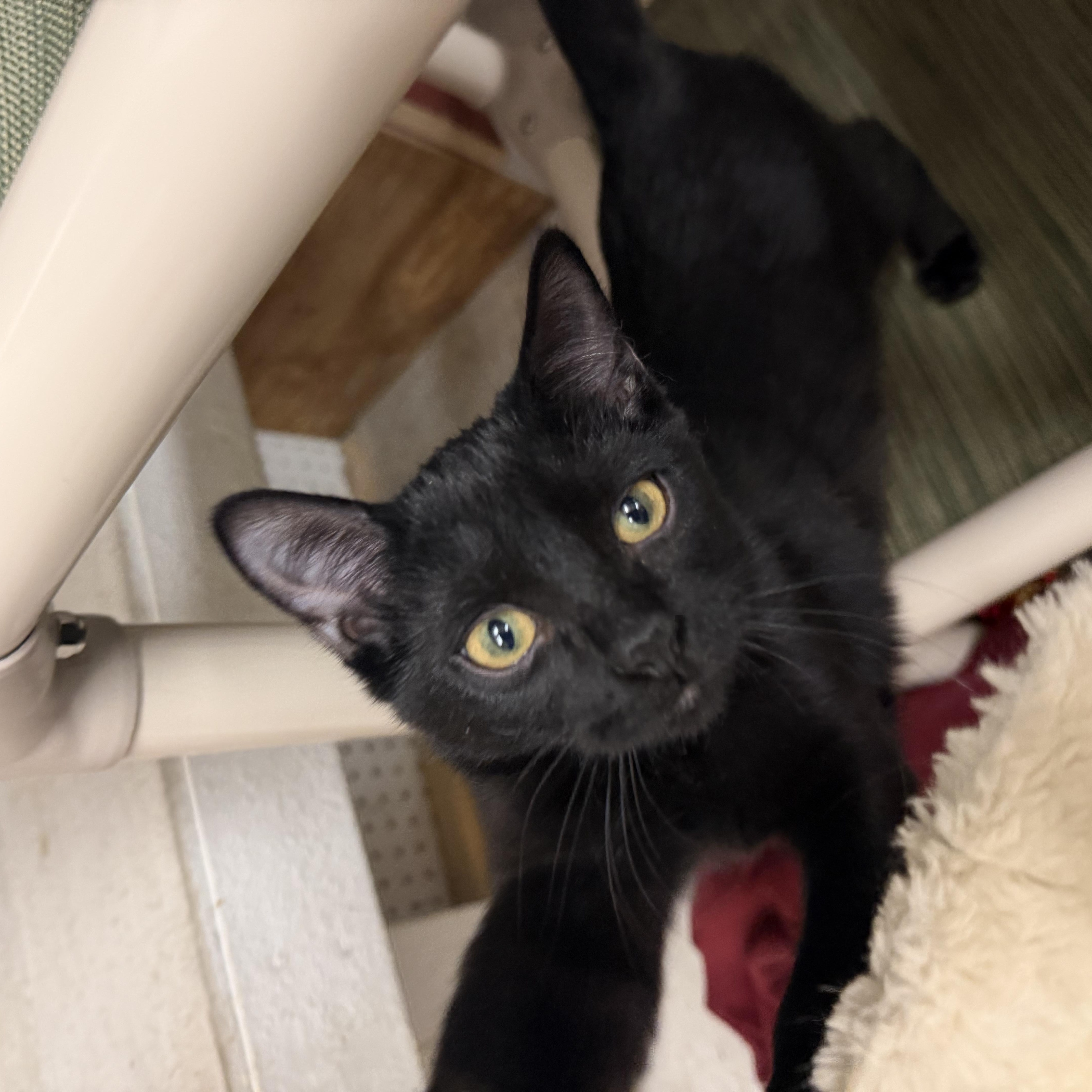 Murple, Adoptable, Kitten Female Domestic Short Hair.