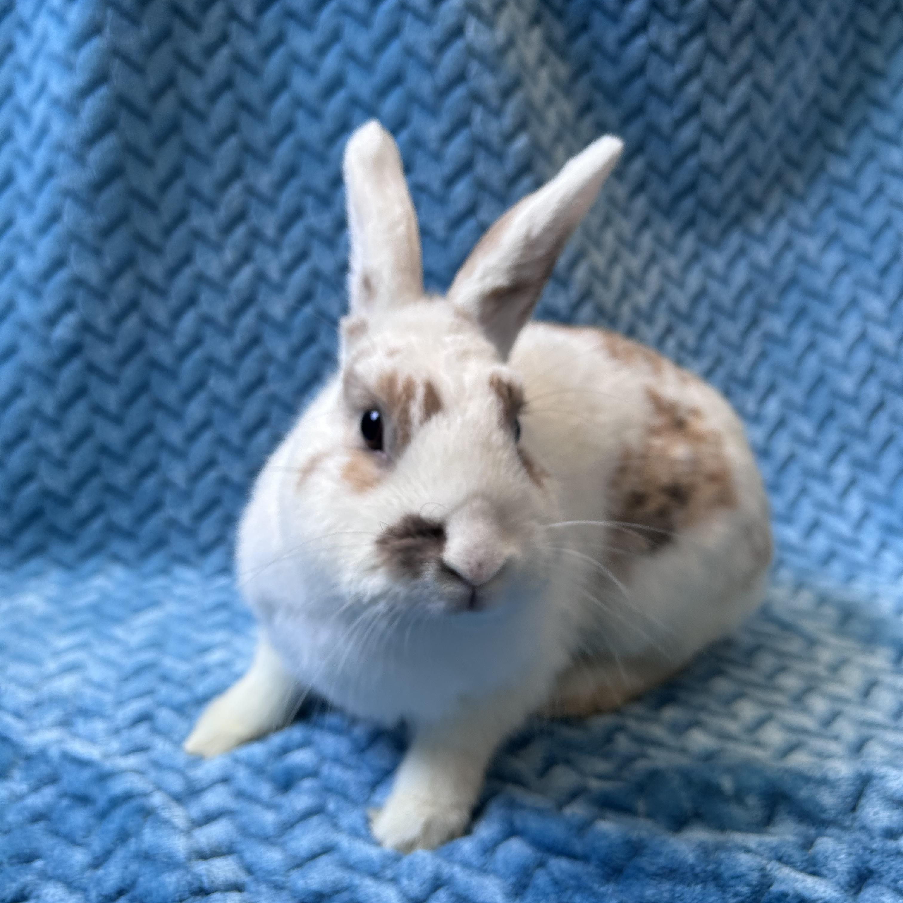 Eva, Adult Female unknown