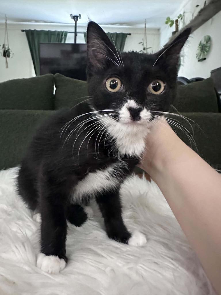 Enlarge Bigote, a Adoptable Domestic Short Hair in Augusta, GA image 1/1